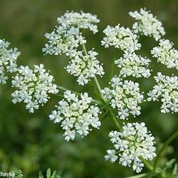 Important Facts About Poison Hemlock